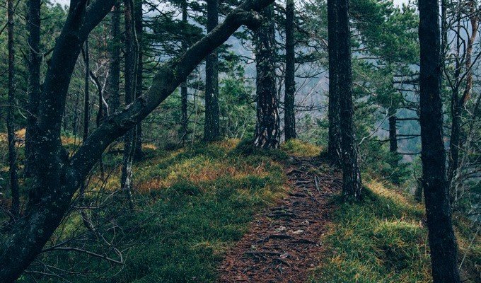 En stig i en skog