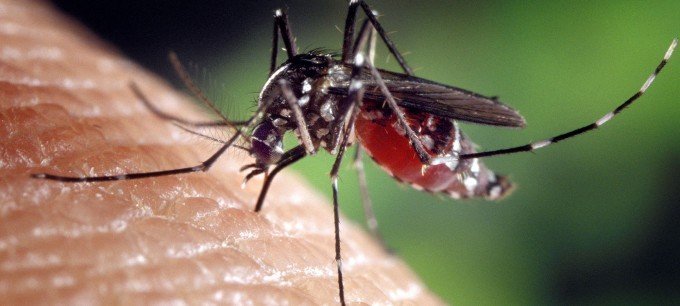 En mygga biter och suger blod från huden.