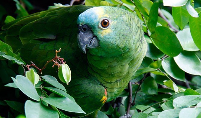 Papegoja i träd