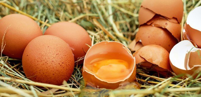 Råa ägg bland en massa hö och halm.
