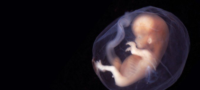 9-10 veckor gammalt foster i livmodern.