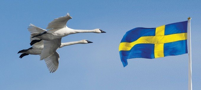 Svanar flyger under blå himmel mot svensk flagga.