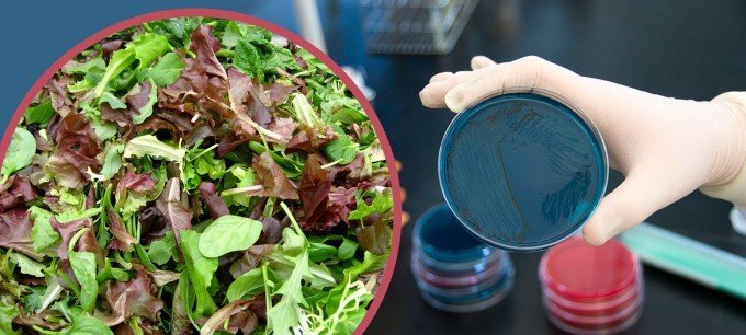 En forskare gör salmonella test i labbet. Inklipp av en salladsskål.